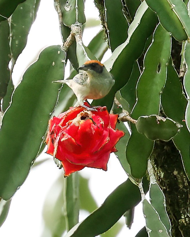 Scrub Tanager - Tom Driscoll