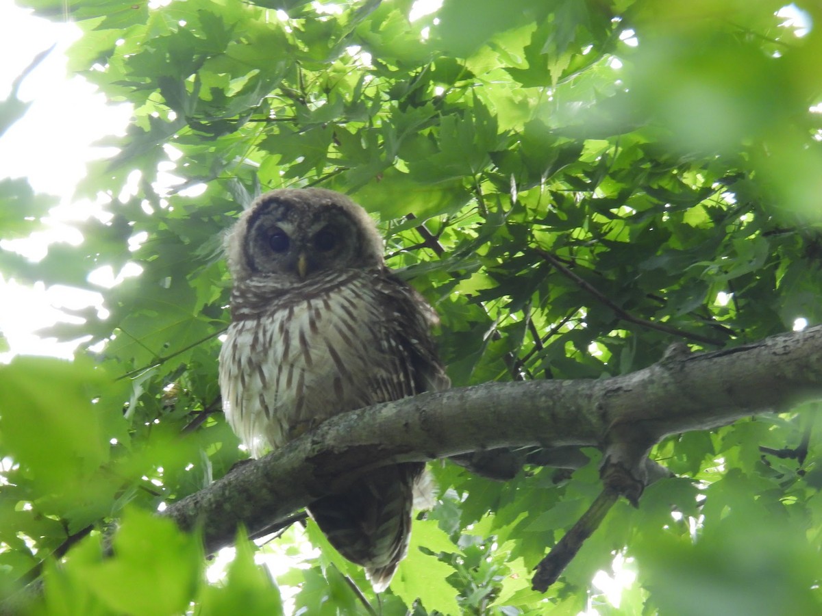 Barred Owl - ML603755341