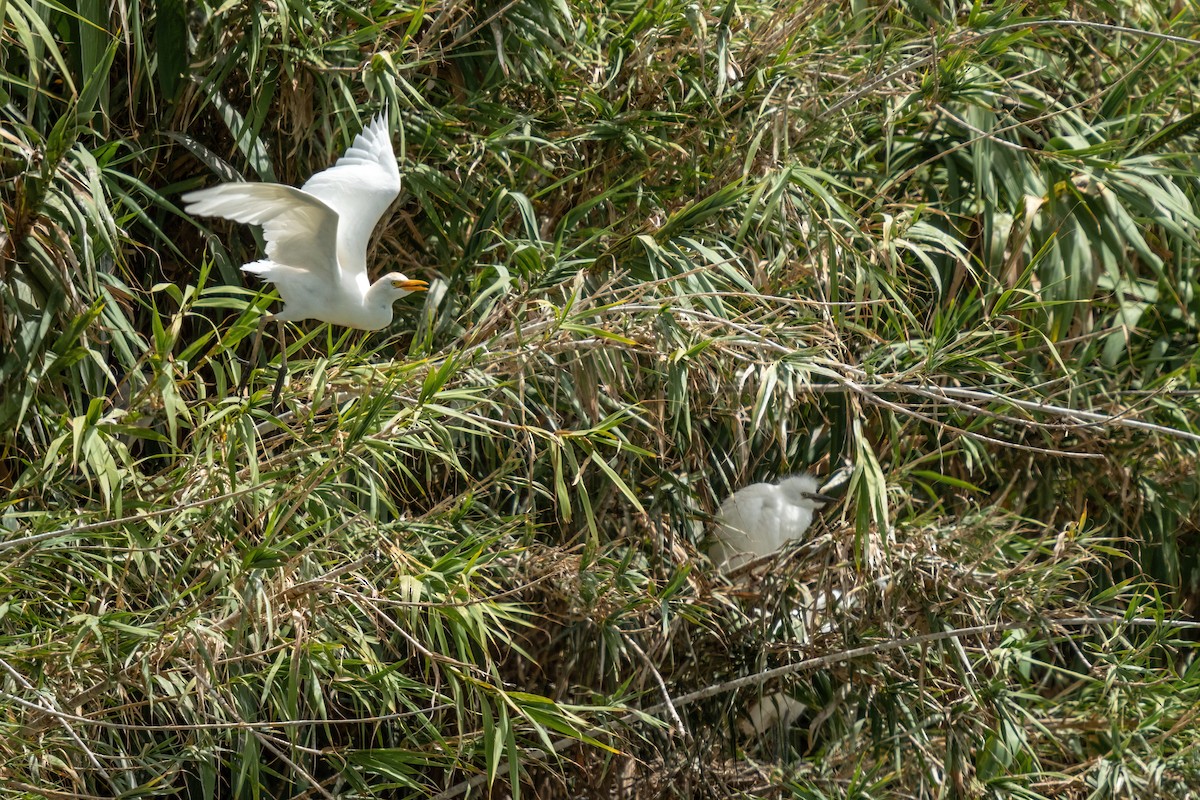 Little Egret - ML603756651