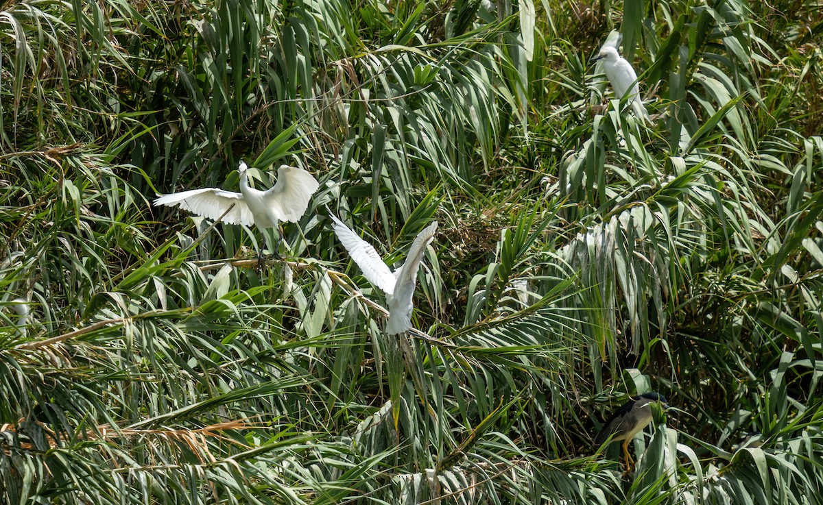 Little Egret - Enol Matilla