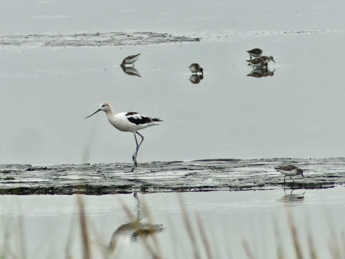 American Avocet - ML603757071