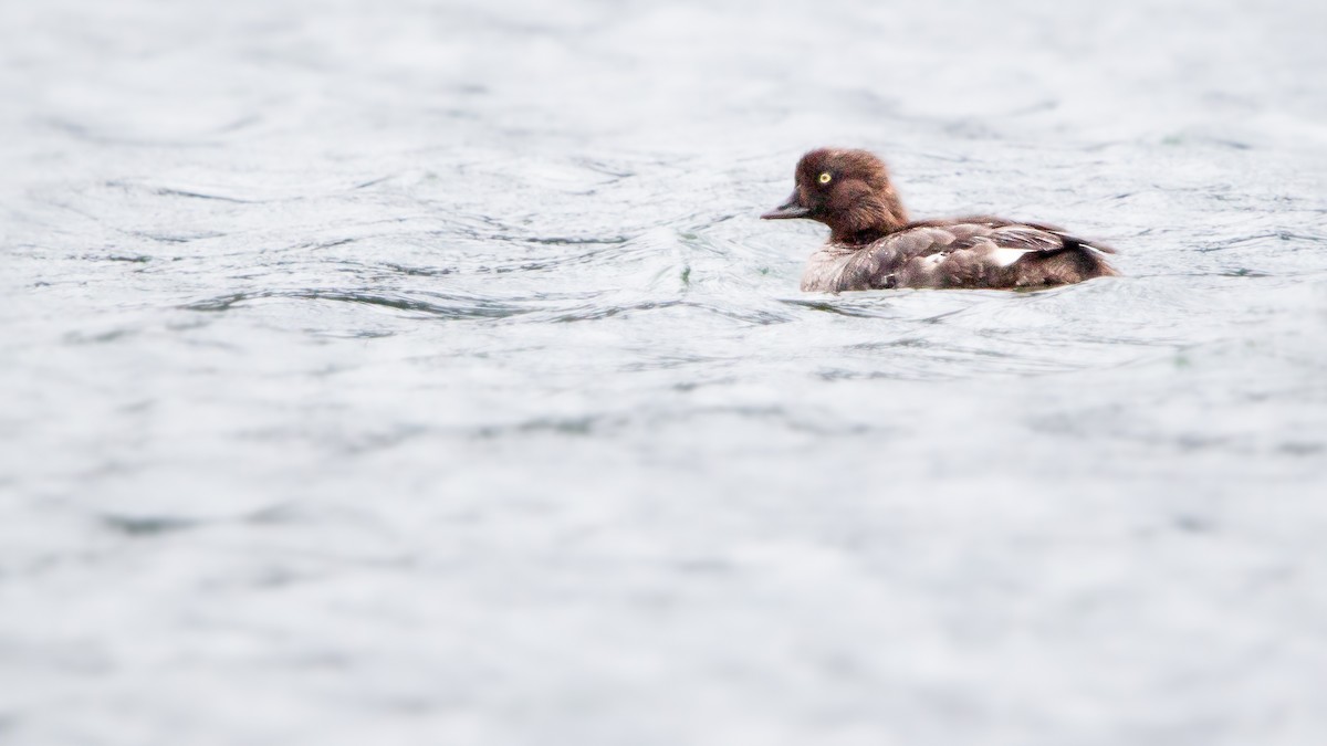 Barrow's Goldeneye - ML603757411