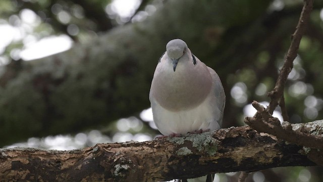 Mourning Collared-Dove - ML603757591