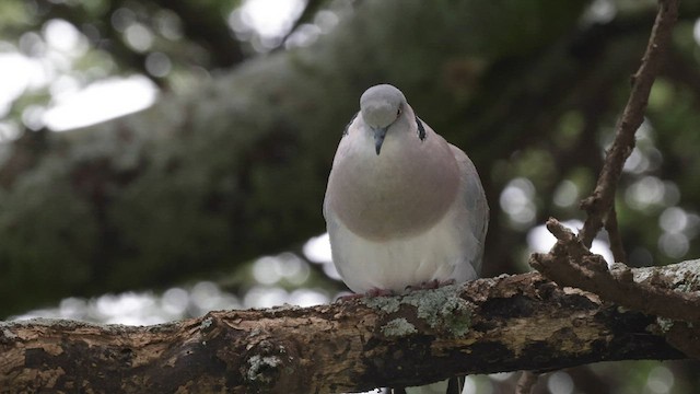 アフリカシラコバト - ML603757591