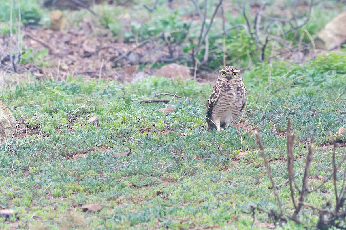 Burrowing Owl - ML603758031