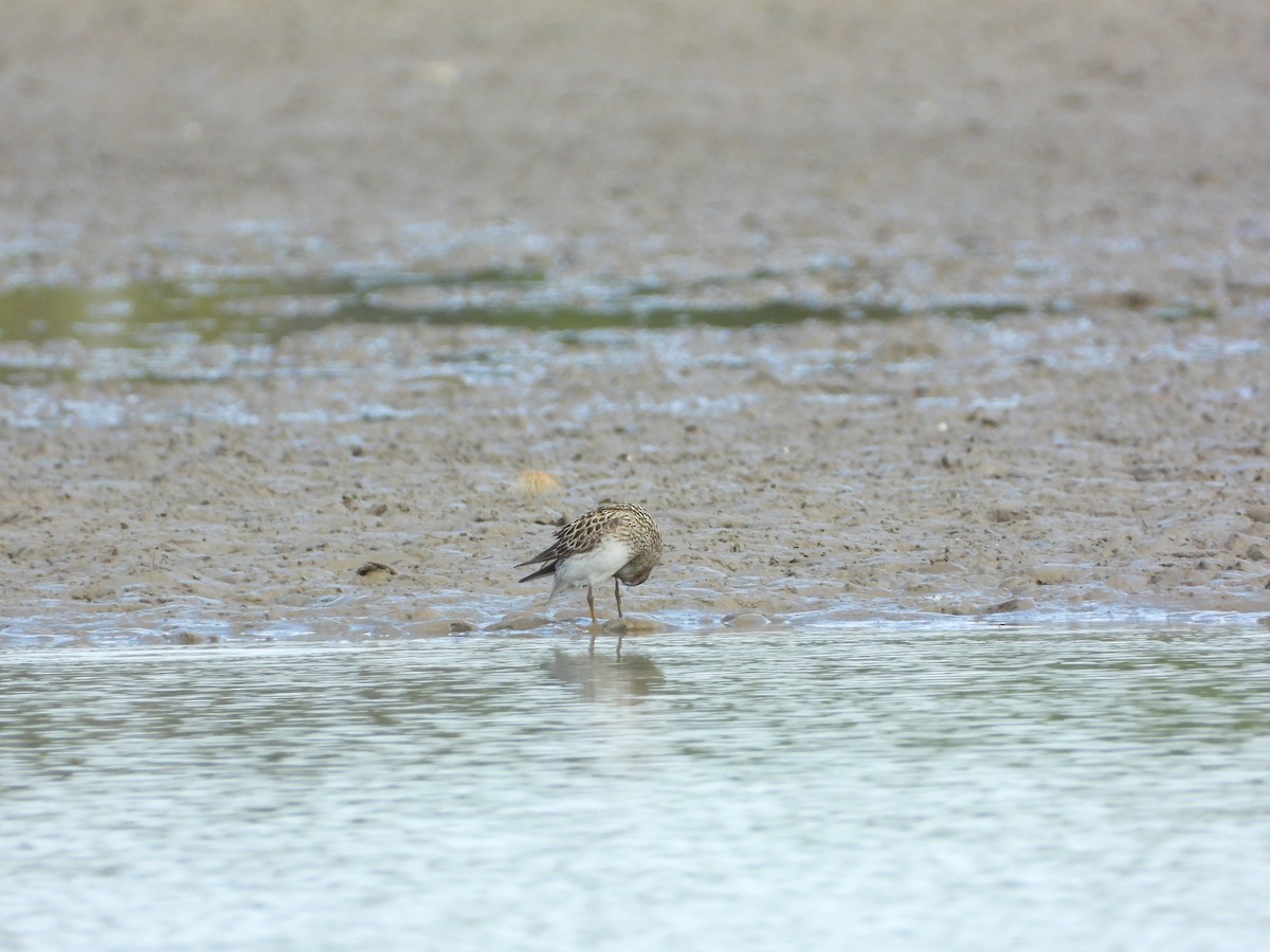 Pectoral Sandpiper - ML603758281