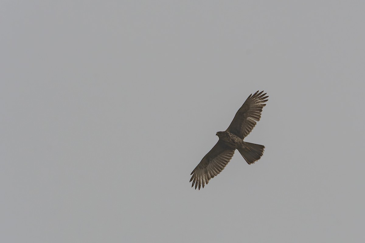 Harris's Hawk - ML603758331