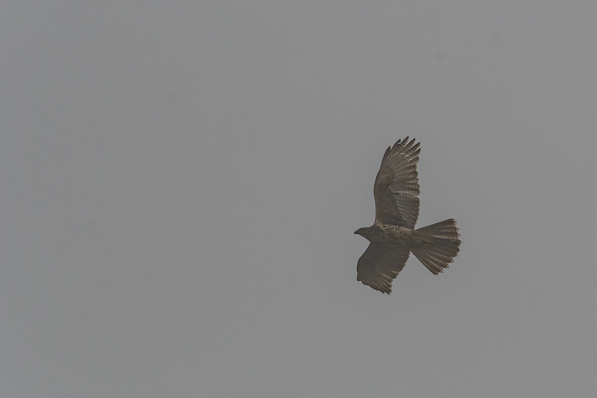 Harris's Hawk - ML603758371
