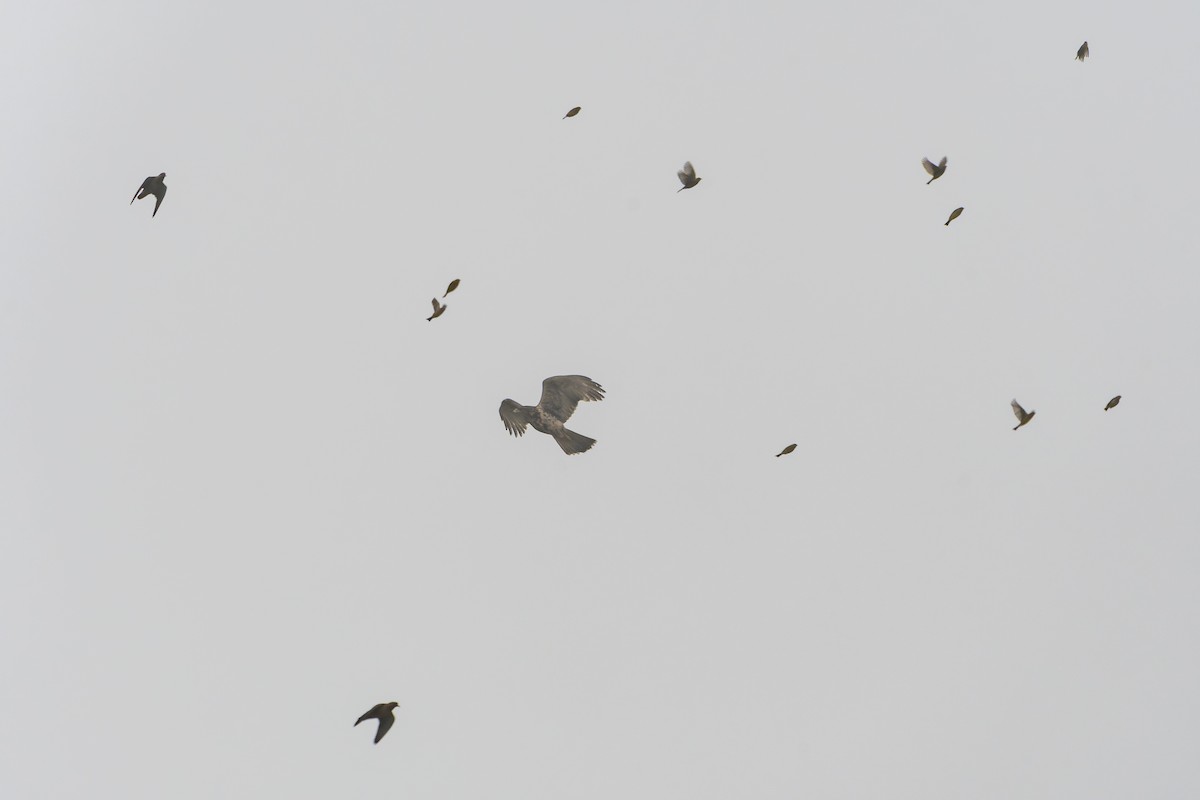 Harris's Hawk - ML603758431