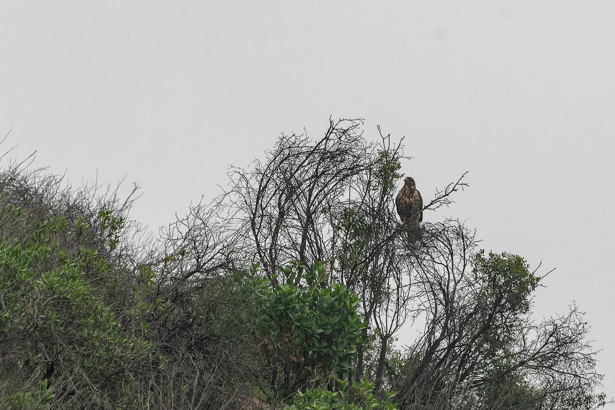 Harris's Hawk - ML603758481