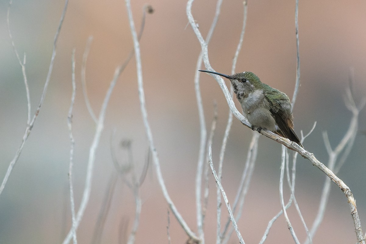 Oasis Hummingbird - ML603758571