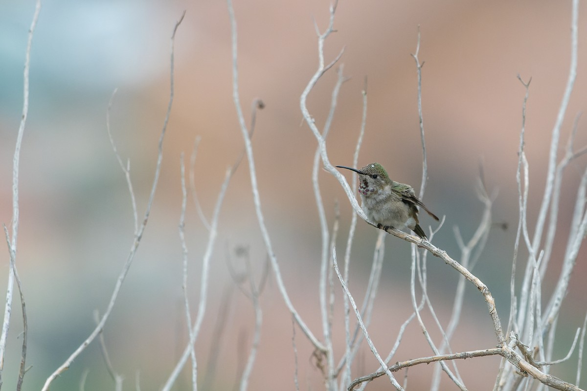 Oasis Hummingbird - ML603758581