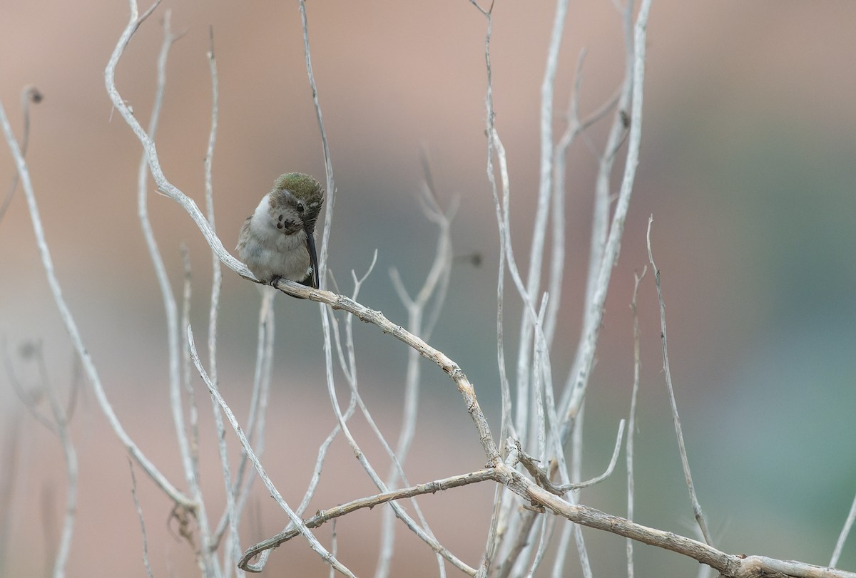 Oasis Hummingbird - ML603758611