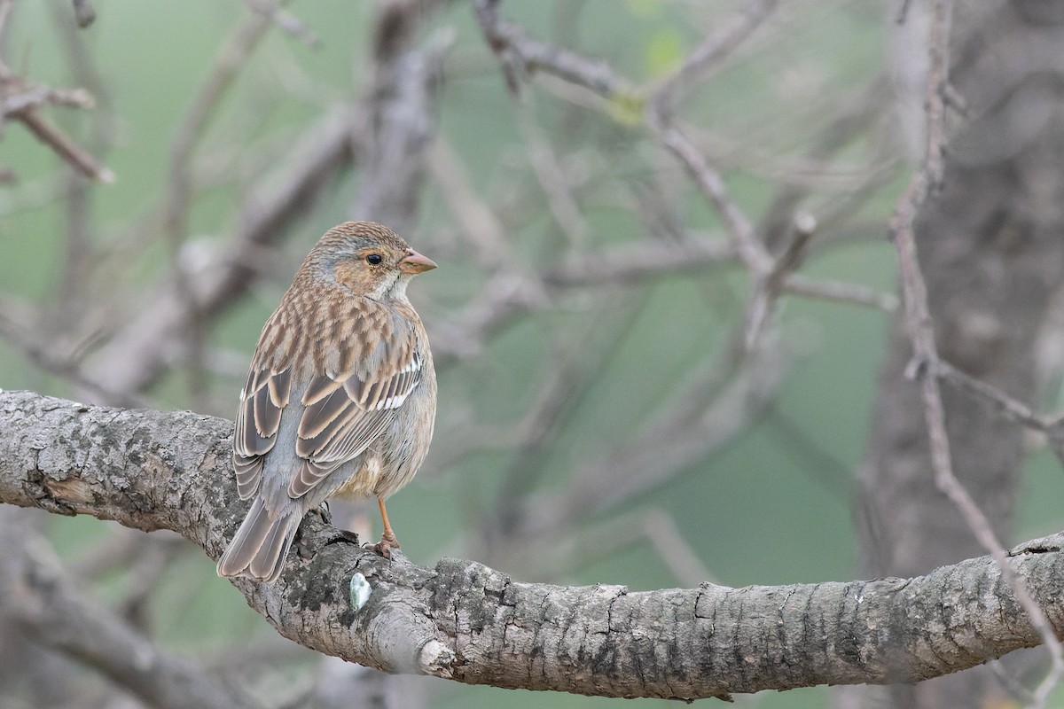 Mourning Sierra Finch - ML603758771