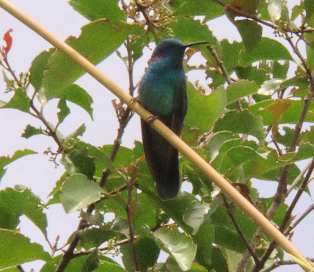 kolibřík modrouchý - ML603759421