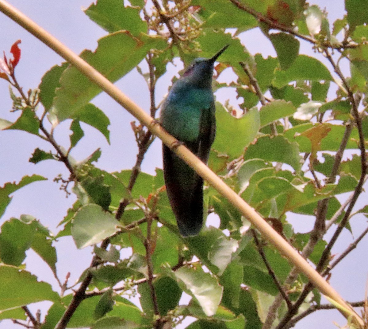 kolibřík modrouchý - ML603759431