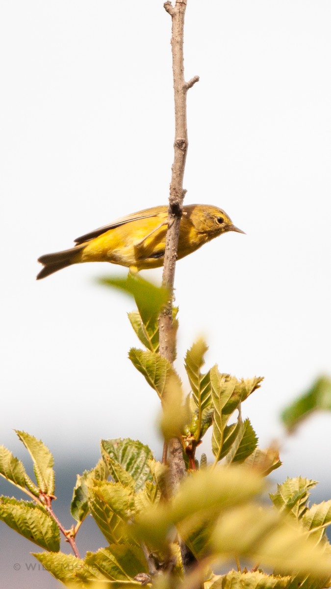 Червоїд оливковий (підвид lutescens) - ML603759521