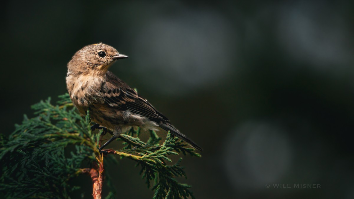 Yellow-rumped Warbler (Audubon's) - ML603759581