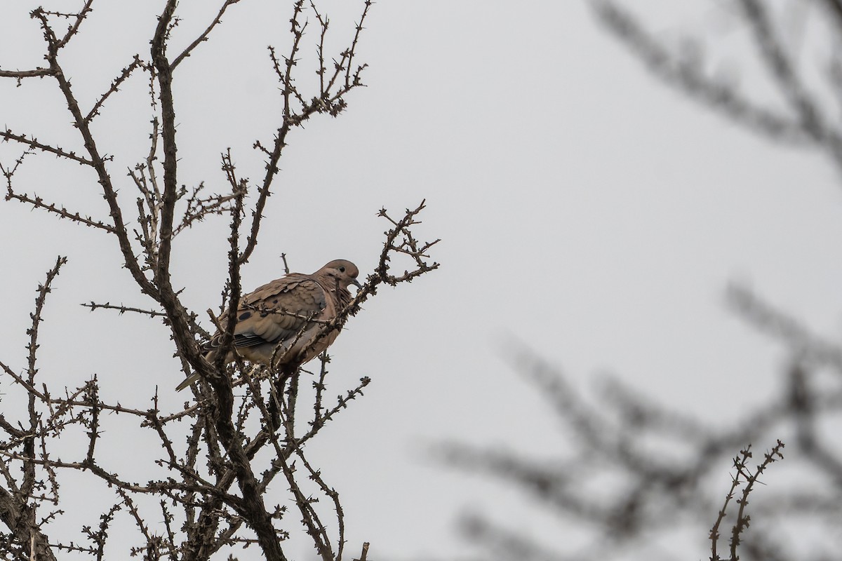 Eared Dove - ML603759791