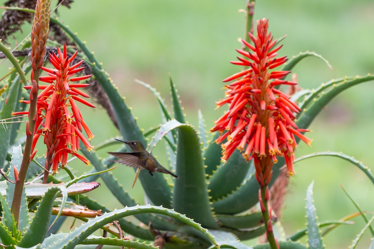 Green-backed Firecrown - ML603759811