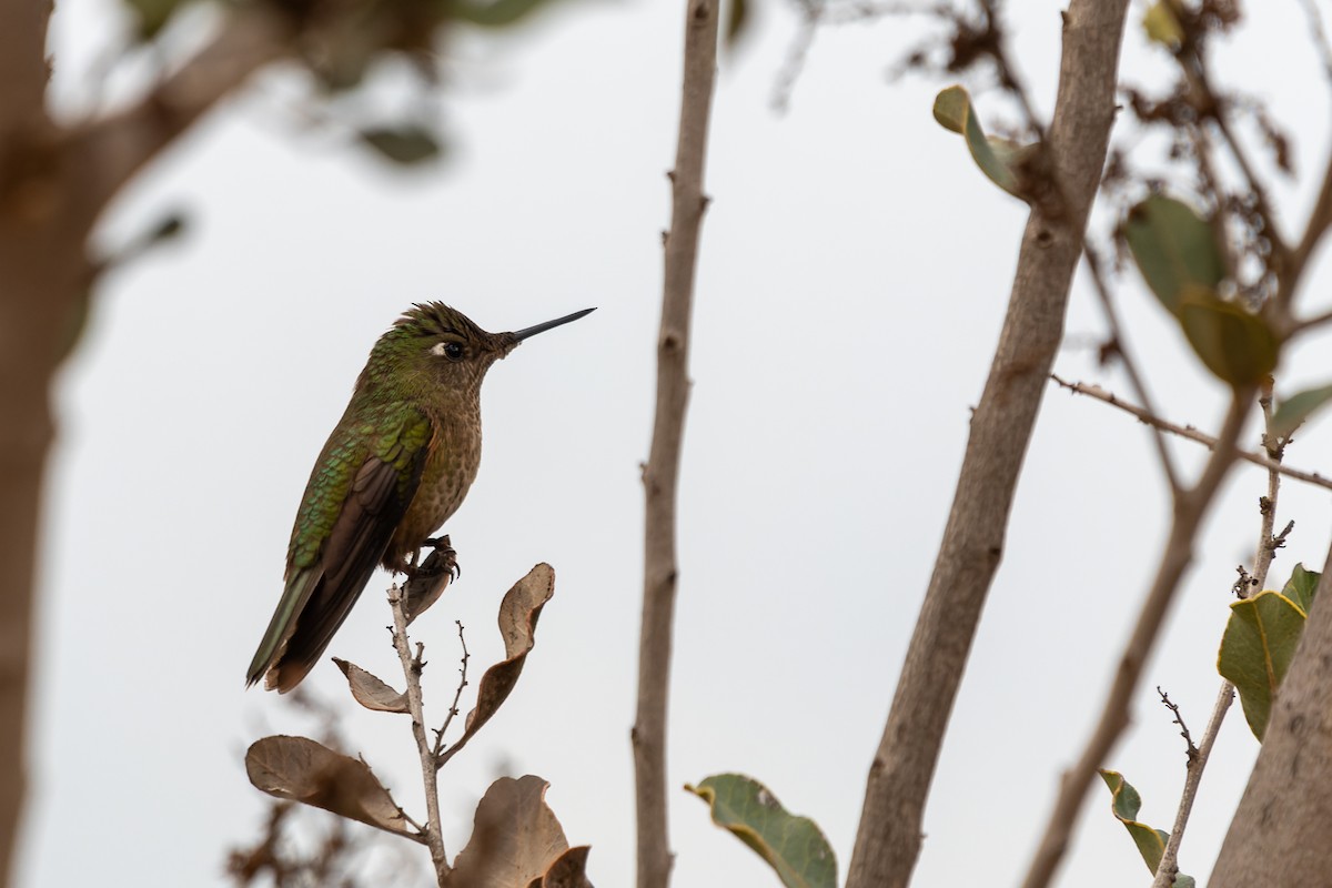 Green-backed Firecrown - ML603759831