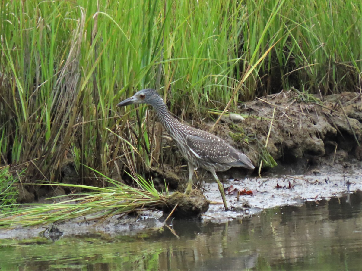 Yellow-crowned Night Heron - ML603760671