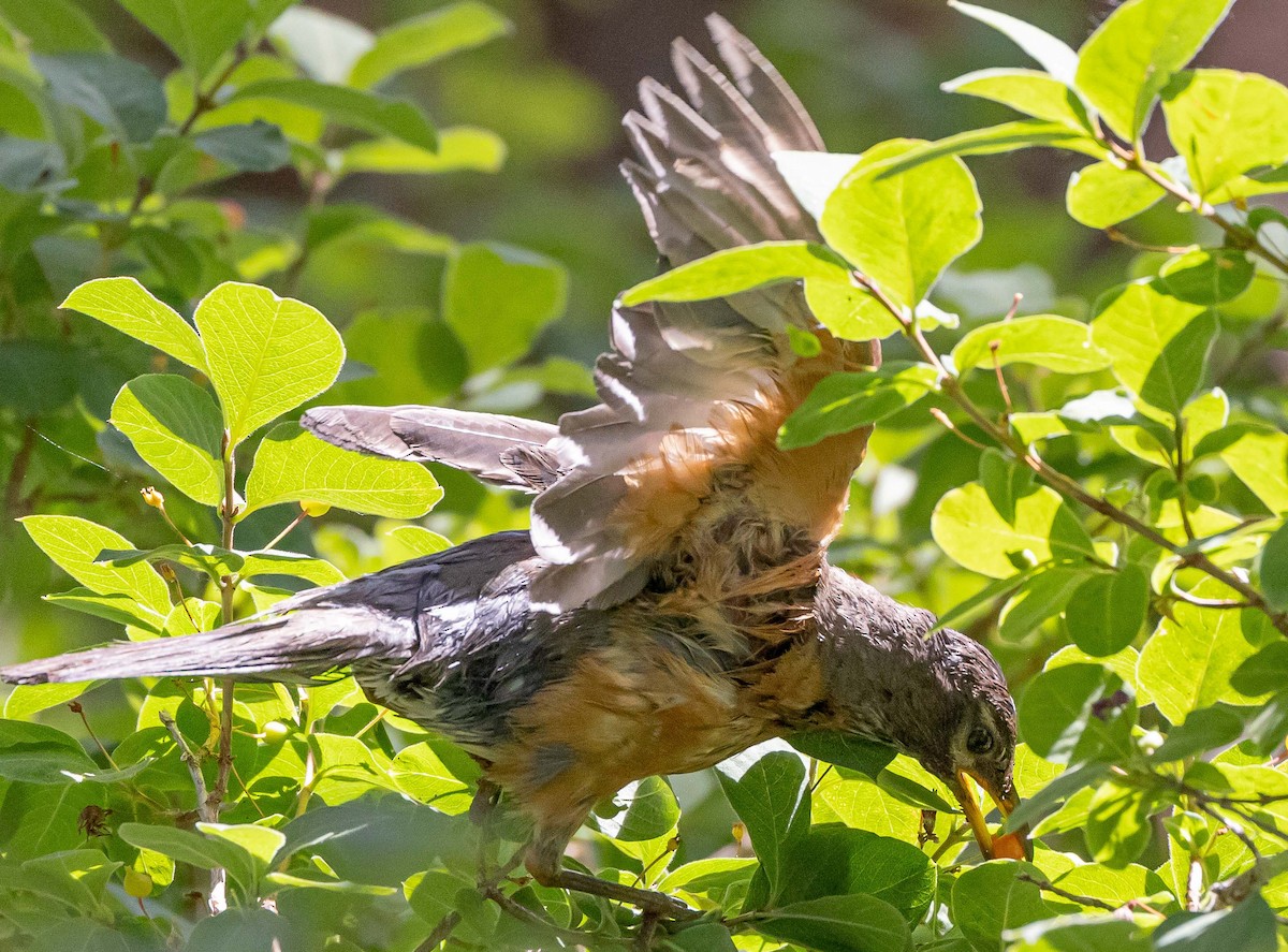 American Robin - ML603760861