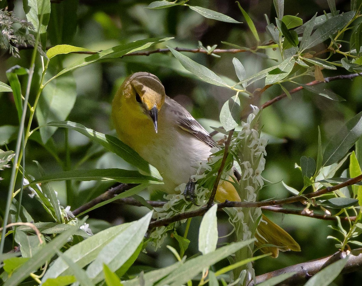 Bullock's Oriole - ML603761121