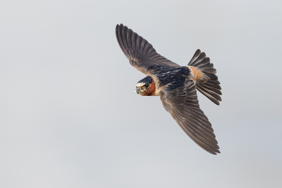 Cliff Swallow - Dorian Anderson