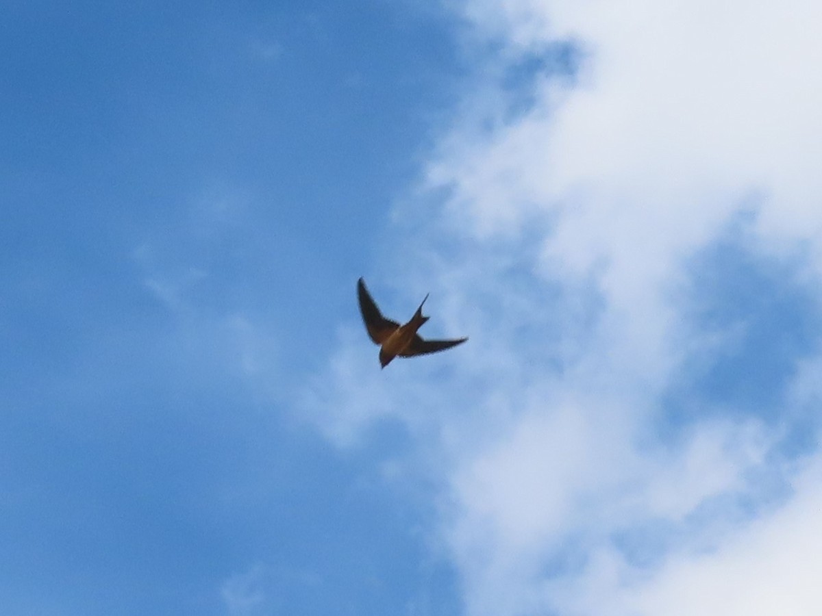 Barn Swallow - ML603762801