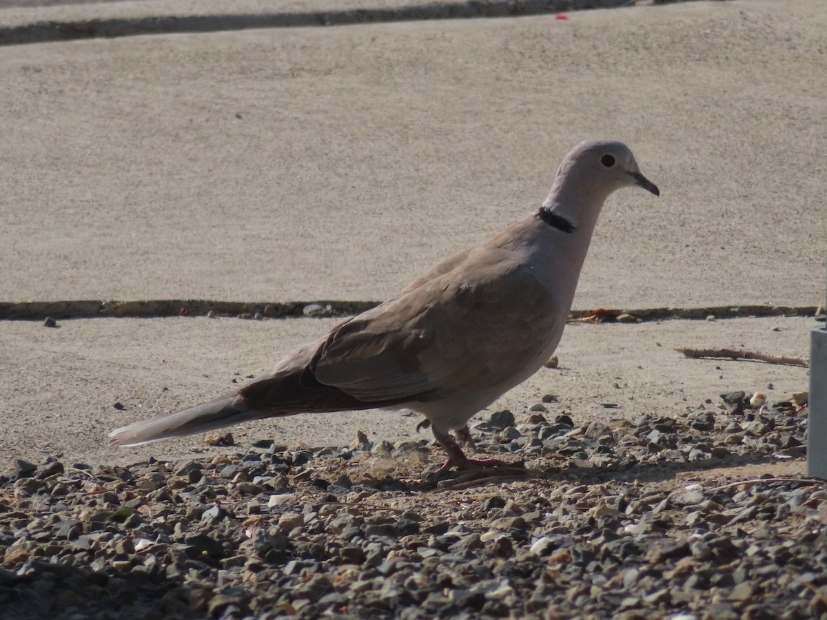 Eurasian Collared-Dove - Karen Richardson