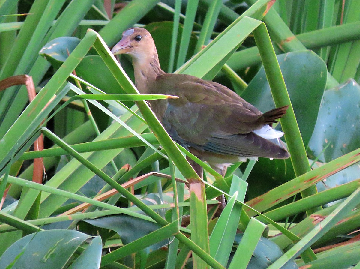 Purple Gallinule - Manuel Pérez R.