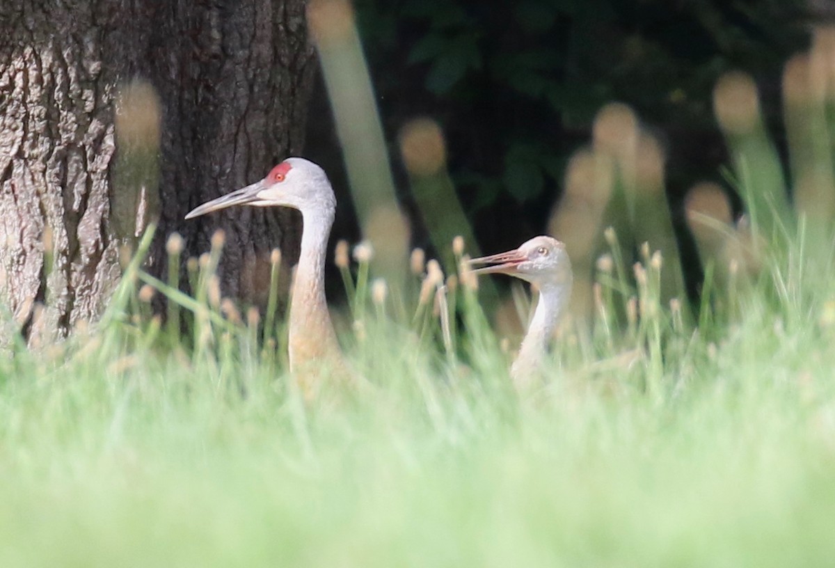 Sandhill Crane - Frank Mantlik