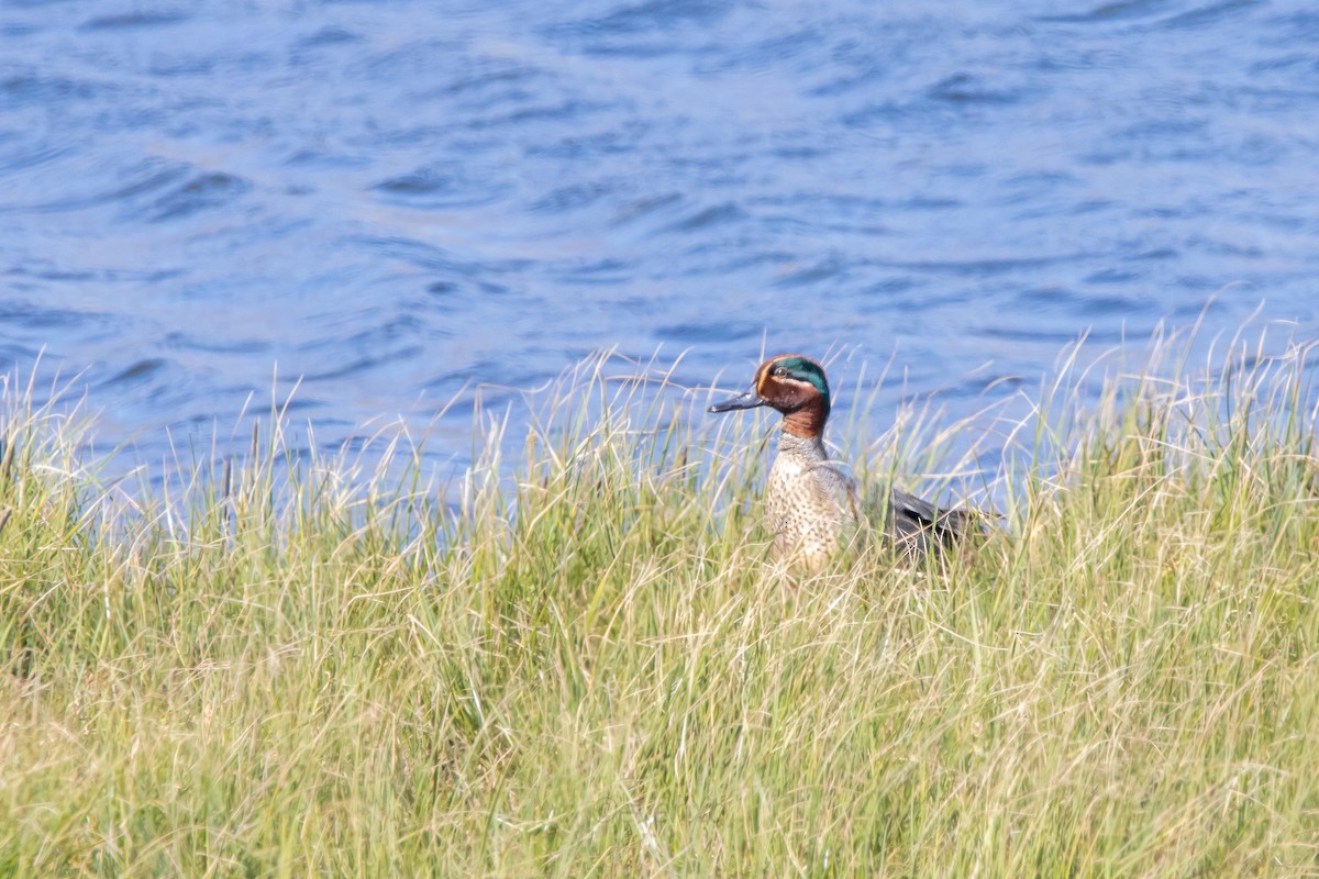 Green-winged Teal - ML603765671