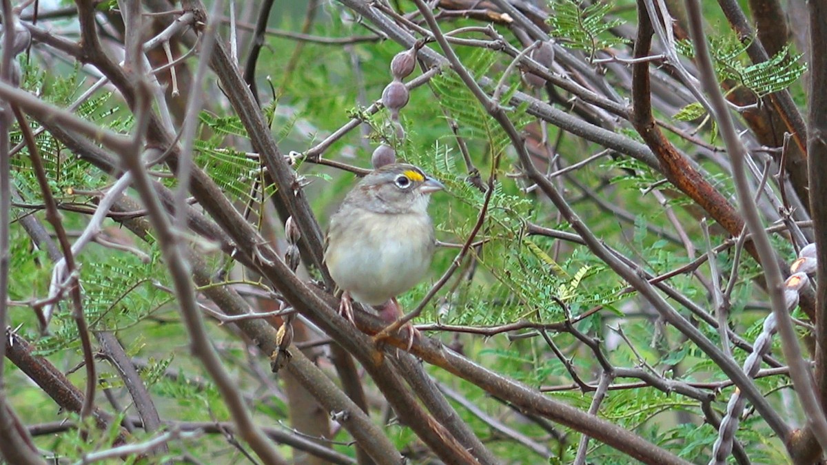 Grassland Sparrow - ML603767681