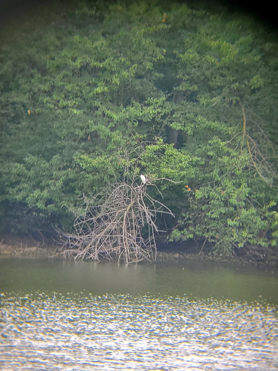 Little Blue Heron - ML603767801