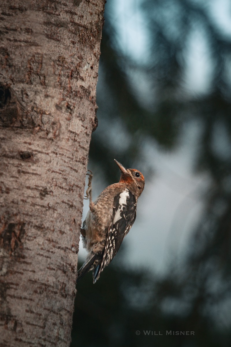 Red-breasted Sapsucker - ML603770211