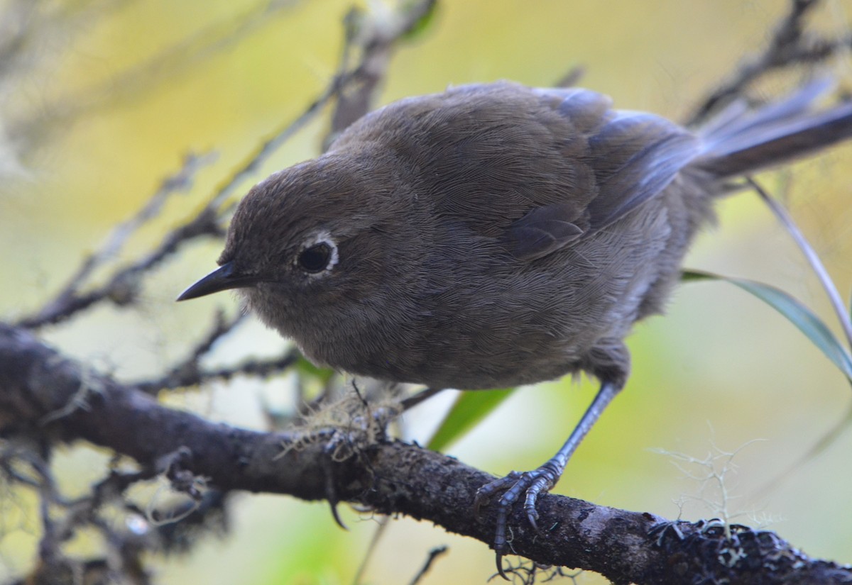 Mouse-colored Thistletail - Ana Vanegas