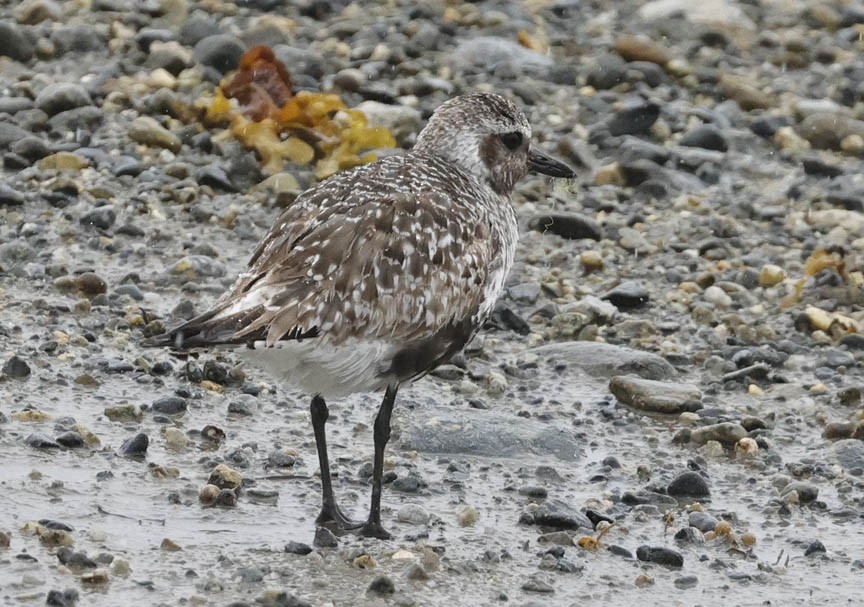 Black-bellied Plover - ML603772171