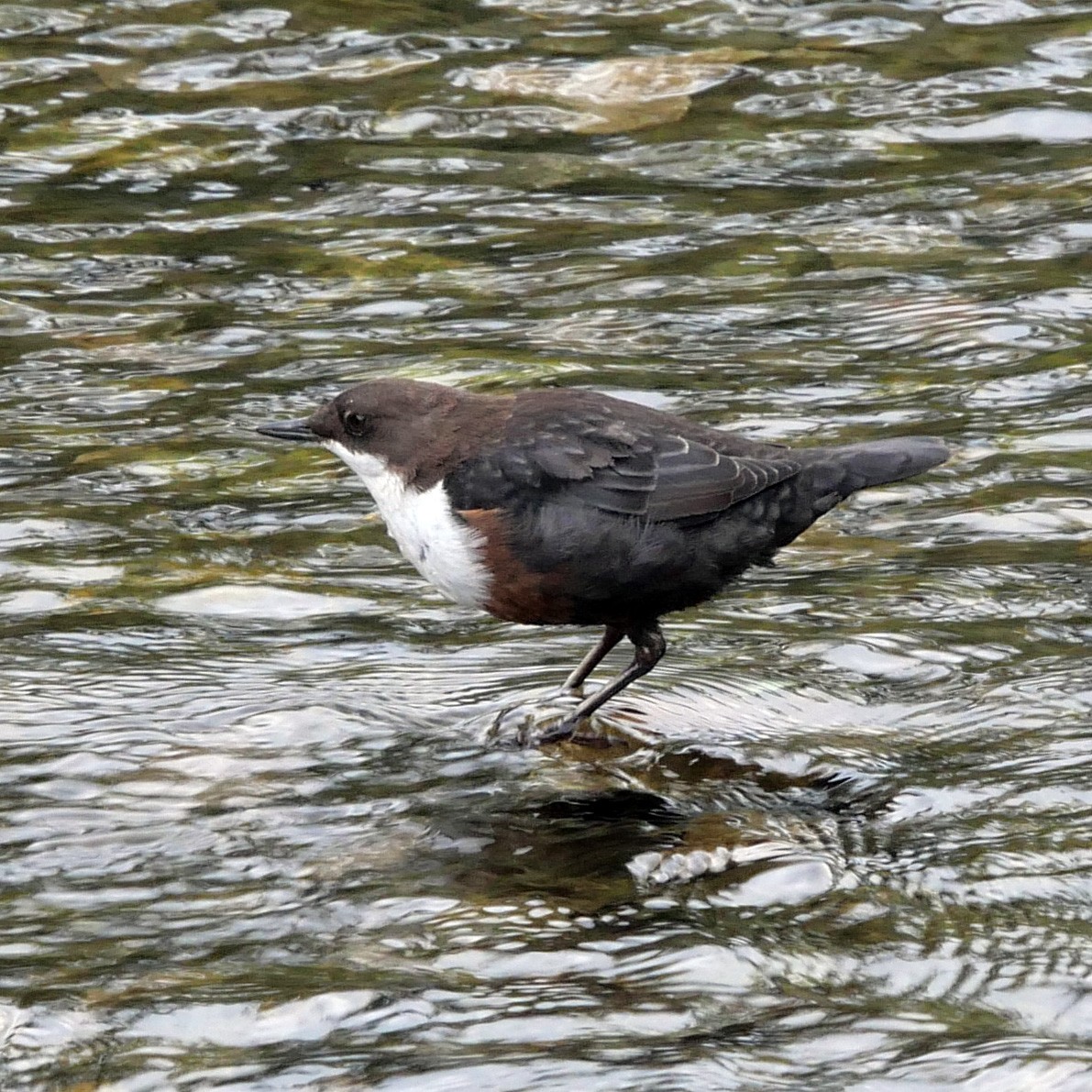 White-throated Dipper - Antony Helliwell