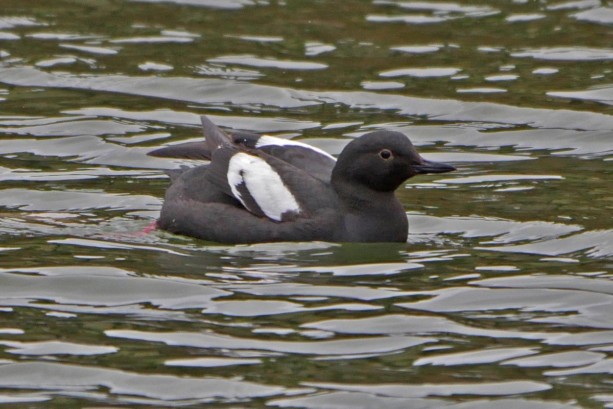 Pigeon Guillemot - ML60377301