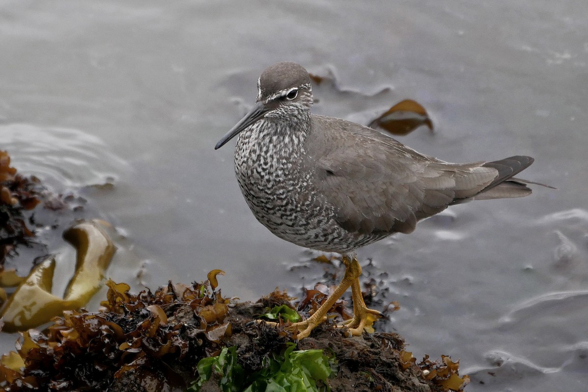 Wandering Tattler - ML60377331