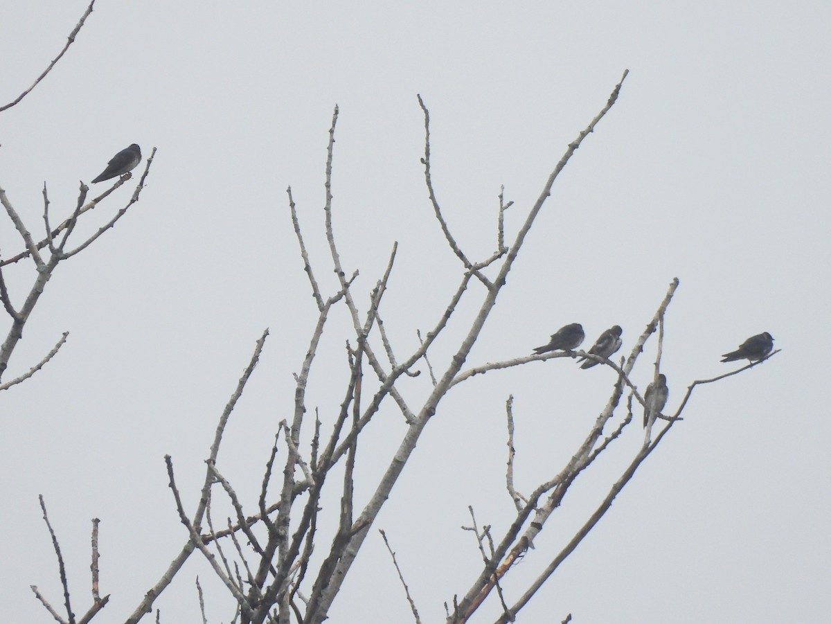 Purple Martin - ML603773541