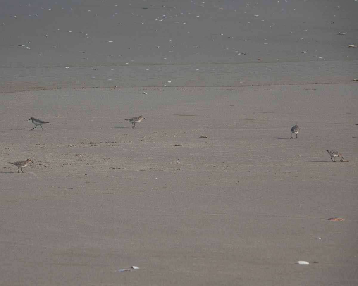 Baird's Sandpiper - ML603773661