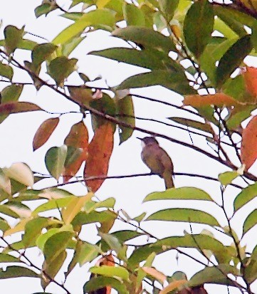 Cinereous Bulbul (Green-winged) - ML603774501