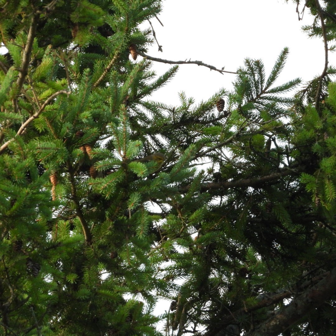 Cape May Warbler - Manon Guglia