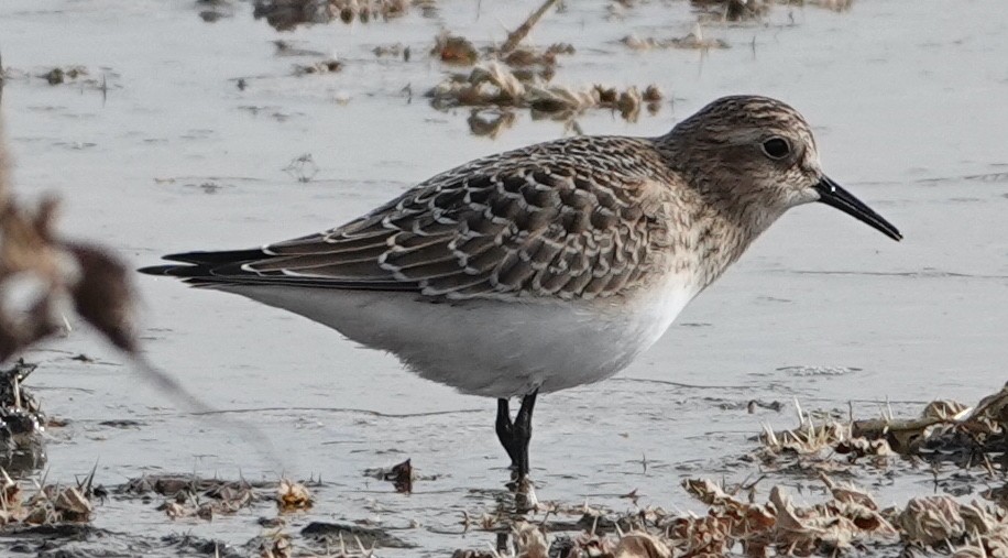 Baird's Sandpiper - ML603775831