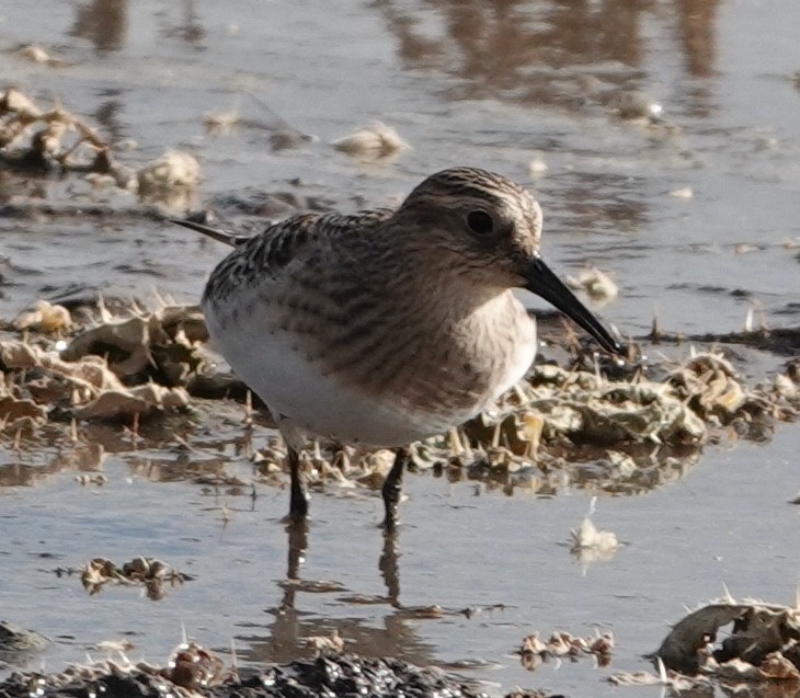 Baird's Sandpiper - ML603775851