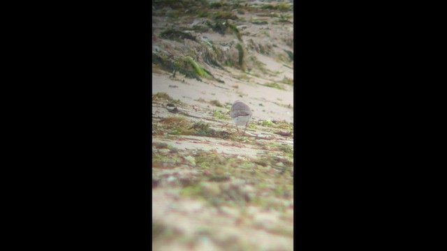 Siberian Sand-Plover - ML603778521