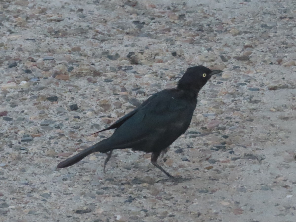 Brewer's Blackbird - ML603779081